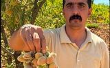 نهال بادام 30 هزار تومانی، بهترین فرصت بازار برای خرید و احداث باغ بادام