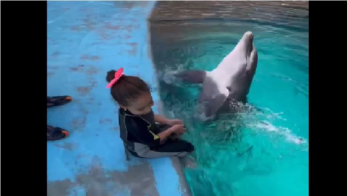 دلفین کیش به رقص درآمد / واکنش به شعرخوانی یک کودک + فیلم