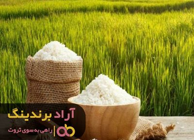 برنج ایرانی ارزان شد +جزئیات قیمت