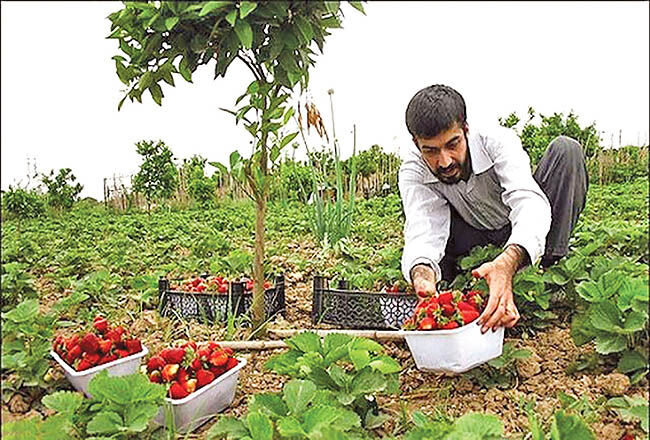 تسهیلات بانک توسعه تعاون به طرح اشتغال روستایی