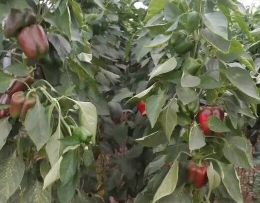 فلفل‌ دلمه های برگشت خورده 30 هزار تومانی از روسیه در ایران چقدر فروخته شدند؟