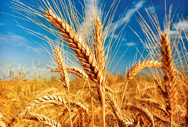 نه کیفیت گندم پایین است نه قیمت آن بالا