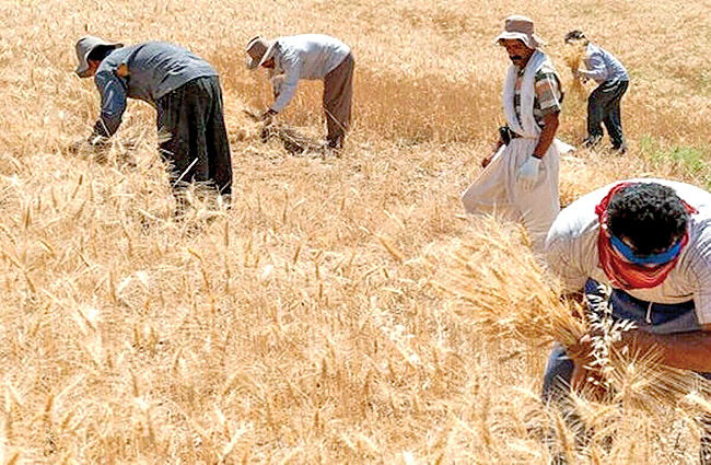 پرداخت 95 درصد مطالبات گندم‌کاران آذربایجان شرقی