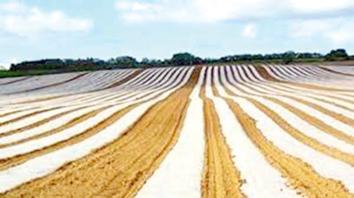 میکروپلاستیک‌ها، تهدیدی جدی برای خاک‌های کشاورزی اصفهان