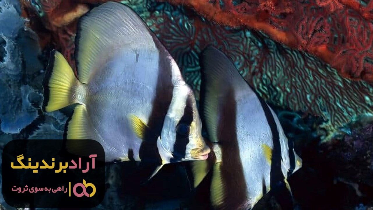 فروش ماهی آنجل رنگی مشهد
