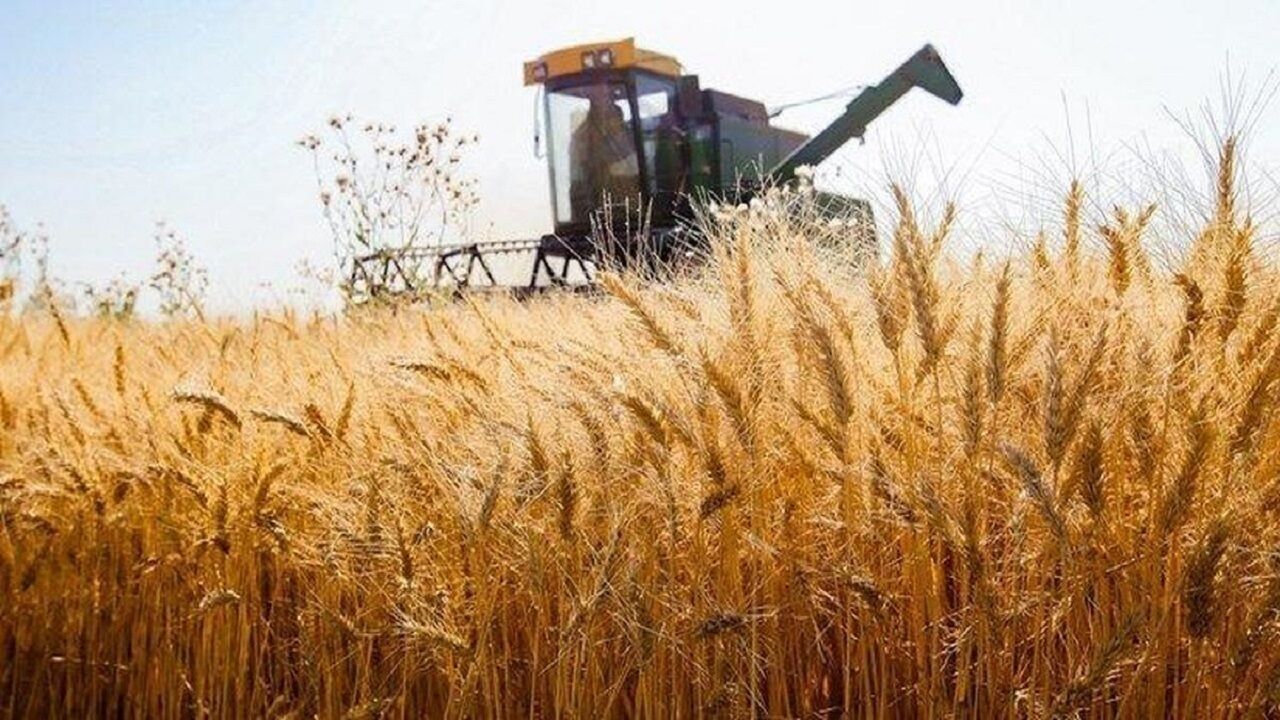 نرخ جدید خرید تضمینی گندم 