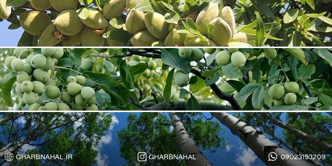 فرصت پایانی خرید نهال گردو، بادام و صنوبرنهال میوه فقط ۳۹ هزار تومان ارسال یکروزه به کل ایران