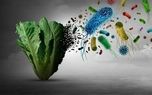 بیماری 12 هزار نفر پس از مصرف کاهو/ پای یک انگل میکروسکوپی در میان است
