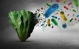 بیماری 12 هزار نفر پس از مصرف کاهو/ پای یک انگل میکروسکوپی در میان است
