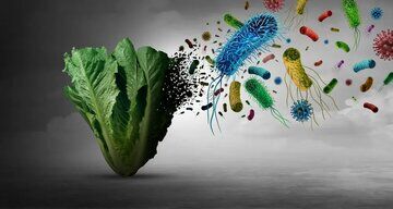 بیماری 12 هزار نفر پس از مصرف کاهو/ پای یک انگل میکروسکوپی در میان است
