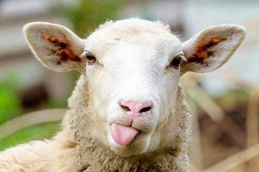 دولت گوساله و گوسفند زنده را چند تومان می‌خرد؟