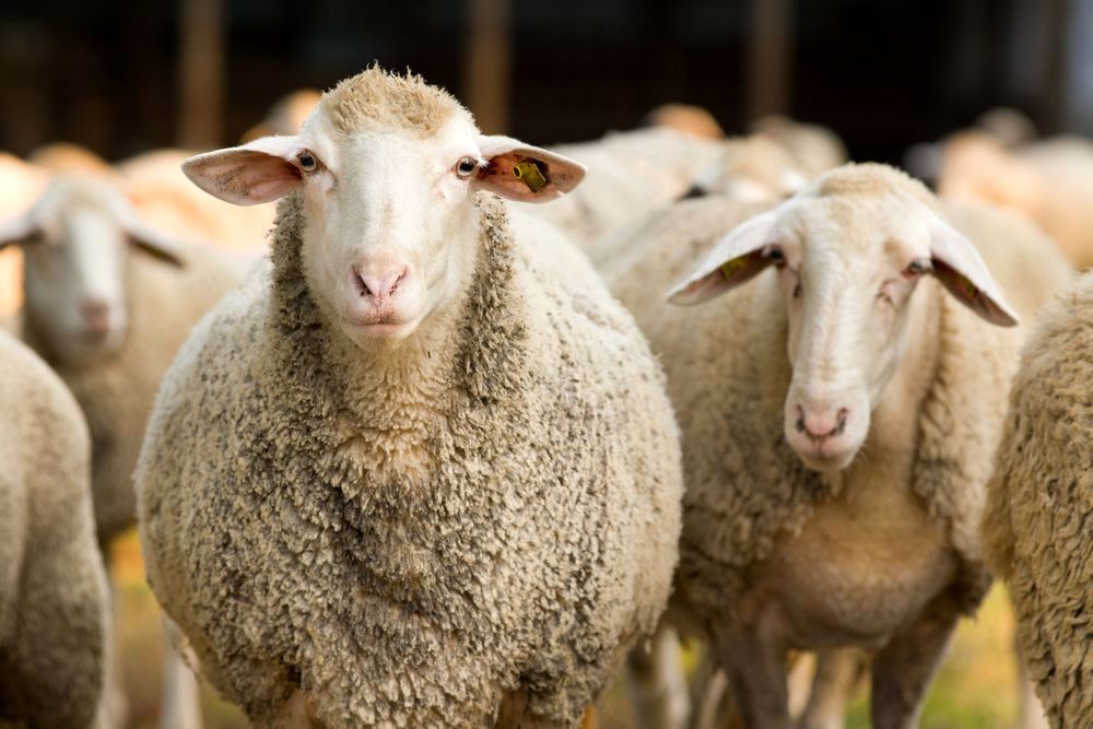 آیا می دانستید خرید گوسفند زنده از خرید گوشت ارزان تر است؟