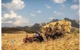 اعلام میزان گندم خریداری شده از کشاورزان/ چند همت به حساب گندمکاران واریز شد؟