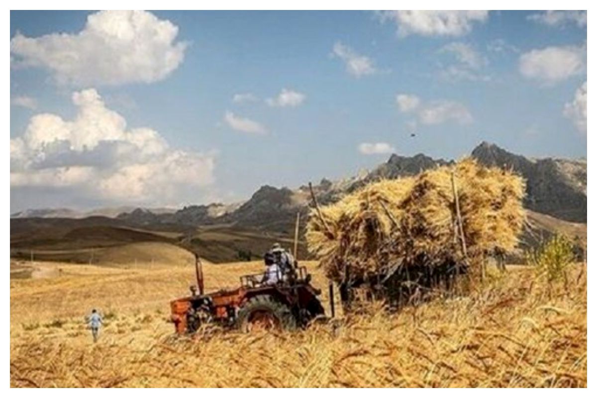 پرداخت دلاری به گندمکاران صحت دارد؟
