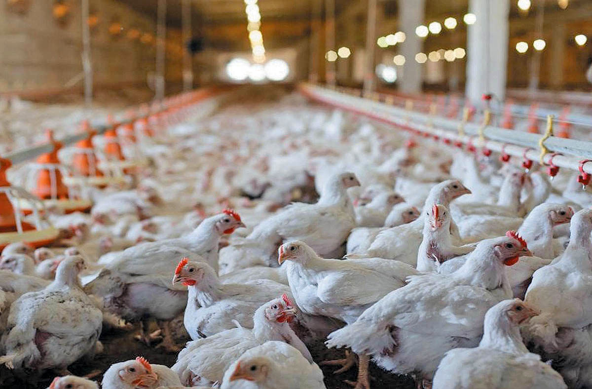 مشکل در تولید و عرضه مرغ آرین چگونه شکل گرفت؟ 