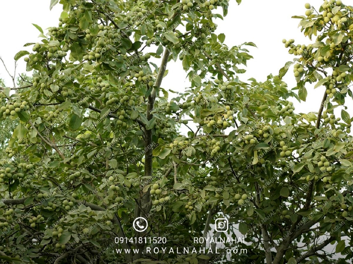خرید نهال گردو دیرگل ژنوتیپ تیپ 7 فقط به قیمت 80 تومن