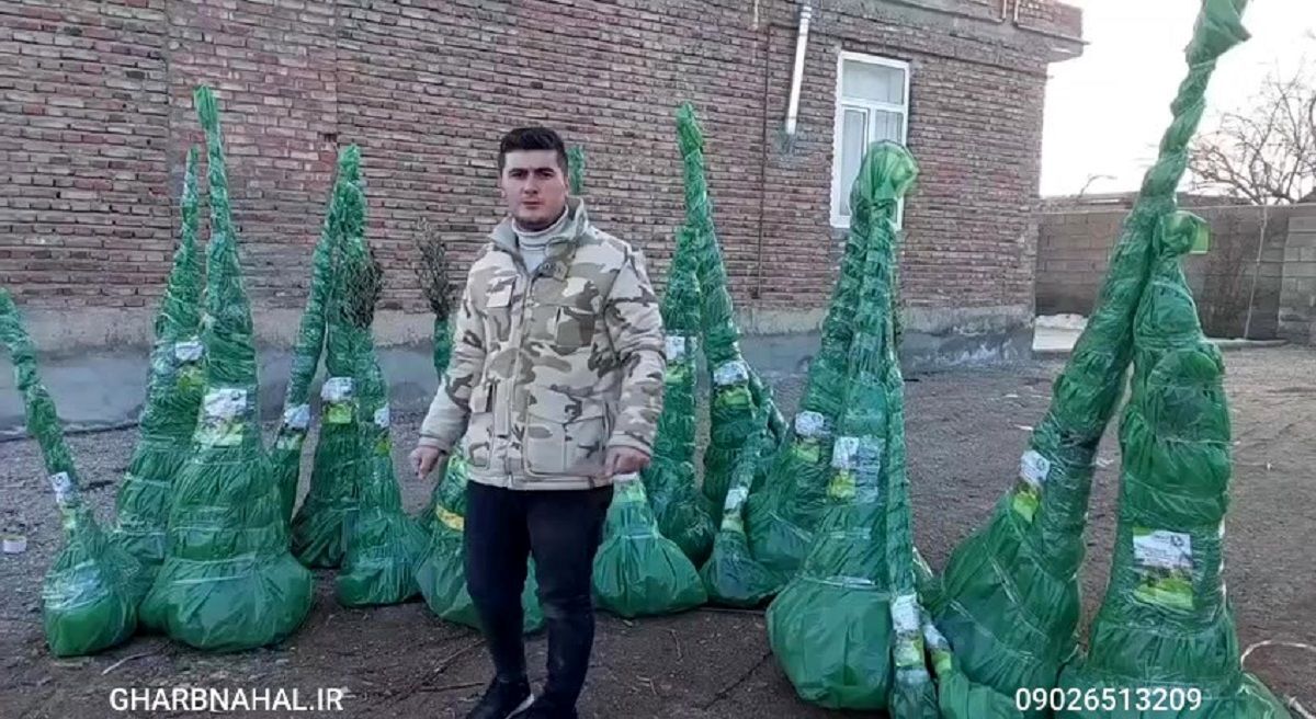 آخرین فرصت خرید نهال ۳۰ هزارتومانی  فقط و فقط تا ۲۵ام فروردین ماه