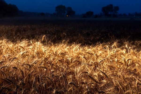 جهان در آستانه بحران غذا