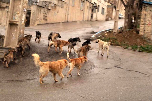 حمله سگ‌های خانگی به مامور اورژانس تهران/ صاحب‌خانه سگ‌ها را تشویق کرد به تکنسین‌ها حمله کنند + عکس