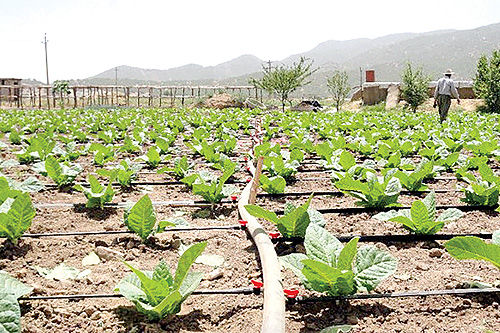 هدف‌گذاری تولید گوجه، سیب‌زمینی و پیاز در طرح استمرار