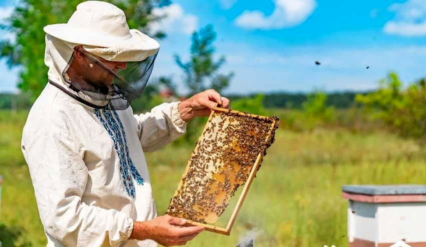 زنبورداران آذربایجان شرقی کندوها را به مناطق امن منتقل کنند