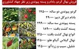 فروش ویژه نهال گردو, بادام و پسته پیوندی با باردهی تضمینی زیر نظر جهاد کشاورزی + قیمت جشنواره