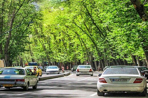 توضیحات شهردار منطقه یک تهران درباره خشک شدن درختان خیابان ولیعصر