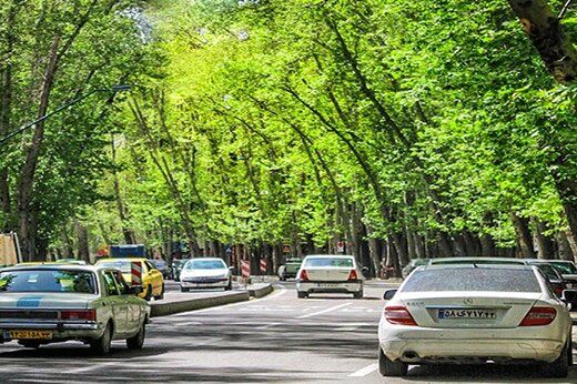 توضیحات شهردار منطقه یک تهران درباره خشک شدن درختان خیابان ولیعصر