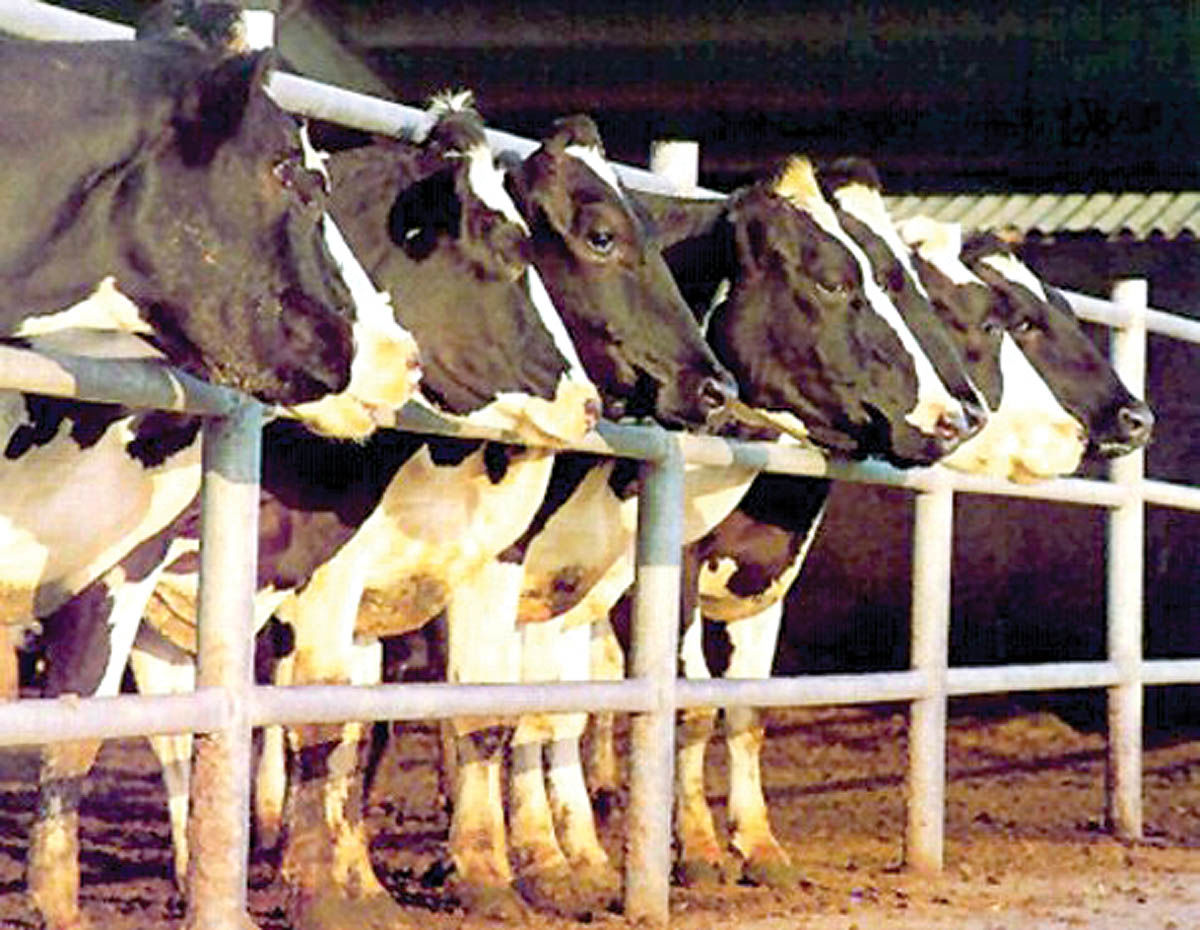 تعرفه واردات کنجاله را کاهش دهید