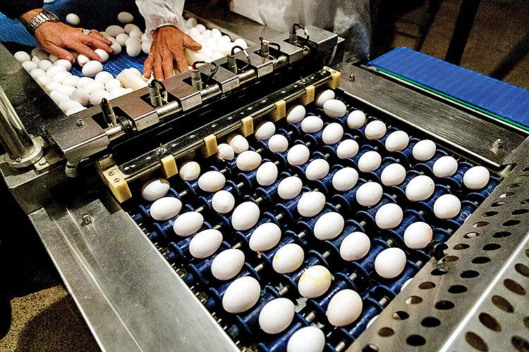 بررسی انحصار صادرات تخم‌مرغ به قطر