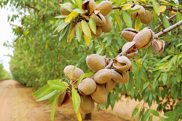 آخرین فرصت خرید نهال عیدانه گردو فقط 37هزار و بادام 27هزار