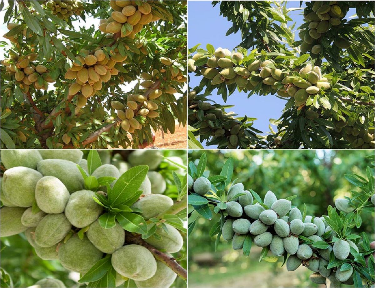 آخرین فرصت برای خرید نهال بادام با قیمت 29 هزار تومان