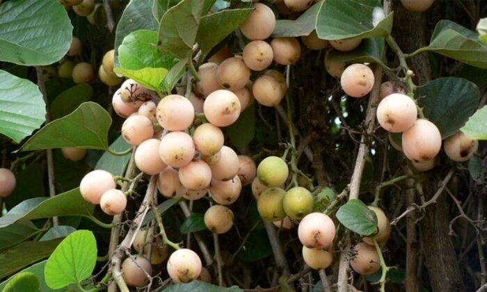 میوه ای که شما را از خوردن شربت گلودرد بی نیاز می کند!