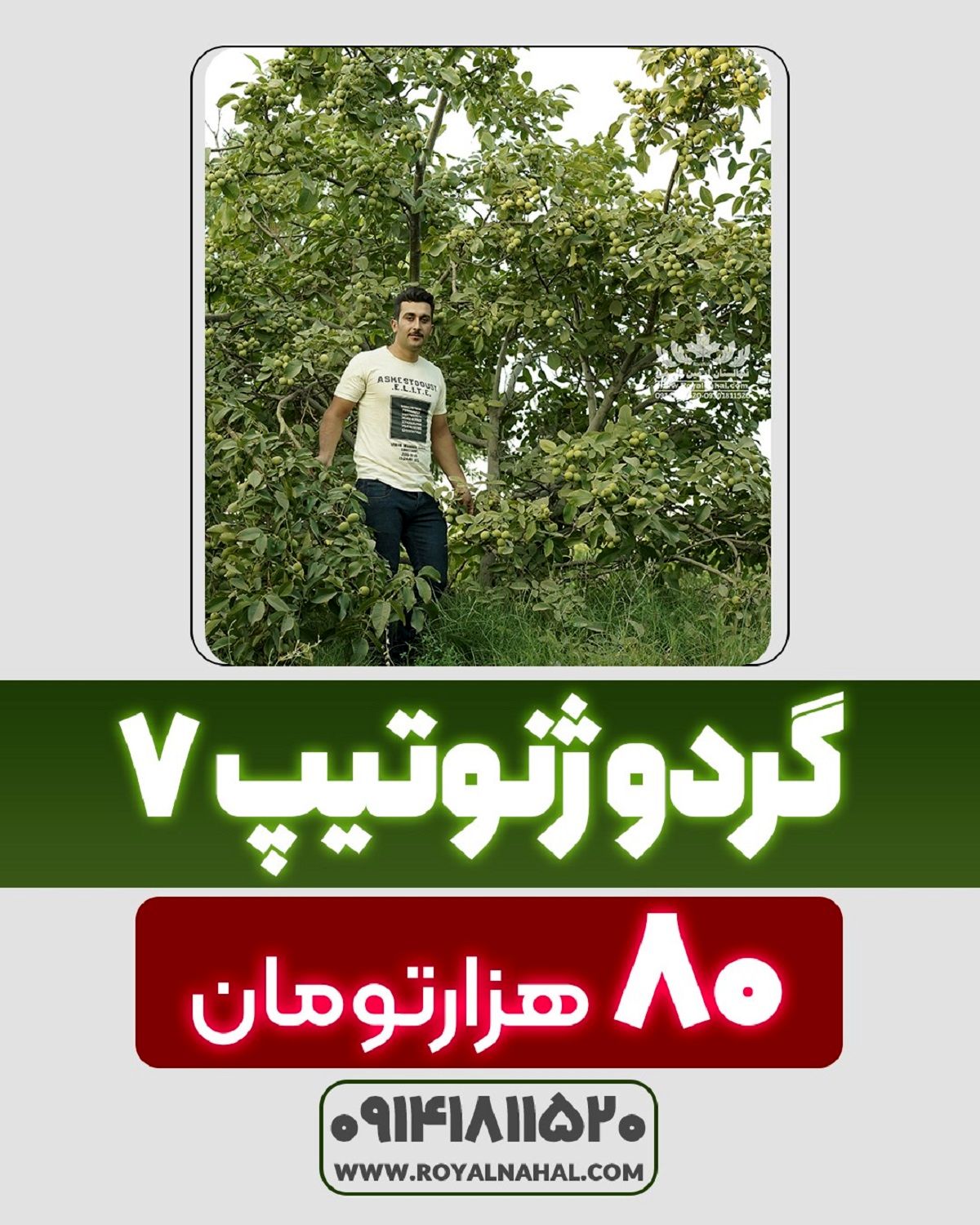 رویال نهال، اولین و تنها عرضه کننده "گردوی ژنوتیپ 7 شناسنامه دار" در ایران