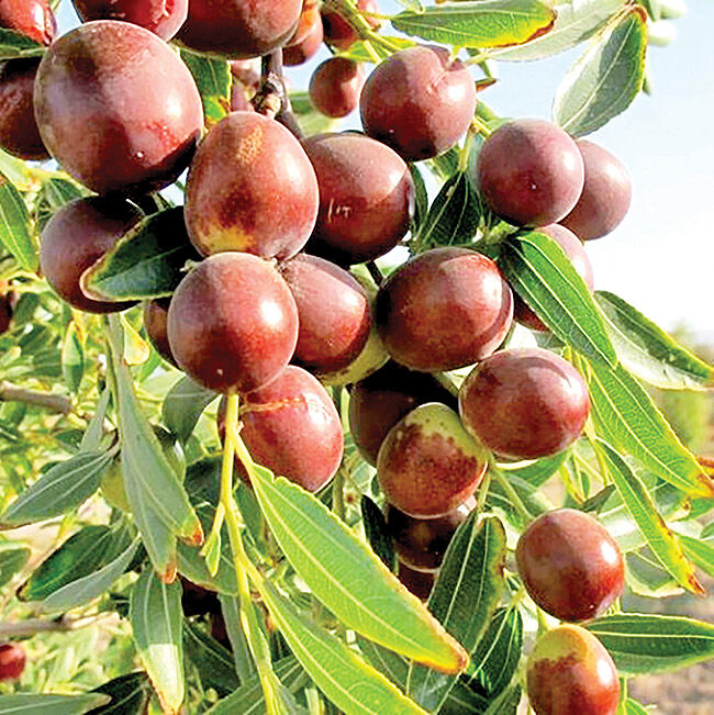 عناب خراسان جنوبی در مسیر تبدیل‌شدن به برند ملی