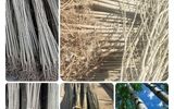 کسب درآمد کم دردسر با کاشت طلای سبز