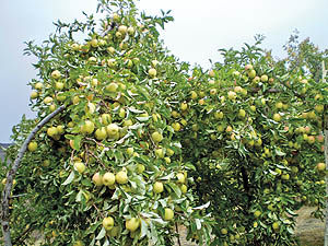 افزایش 40 درصدی تولید سیب در سلماس