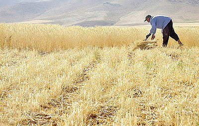 قیمت گندم 440 تومان تعیین شد