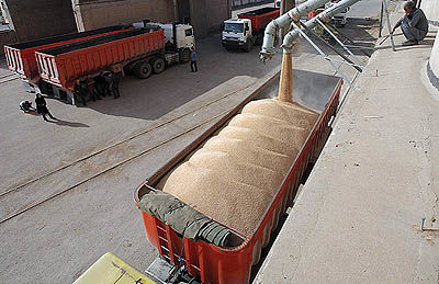 مصرف گندم 23 میلیون تن بیشتر شد