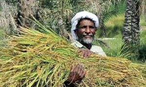 جلسه کشاورزان با وزیر برای حل مشکلات