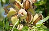 کدام نهال بادام منبع ثروت باغداران است؟ | ارقامی با بالاترین میزان تولید بادام