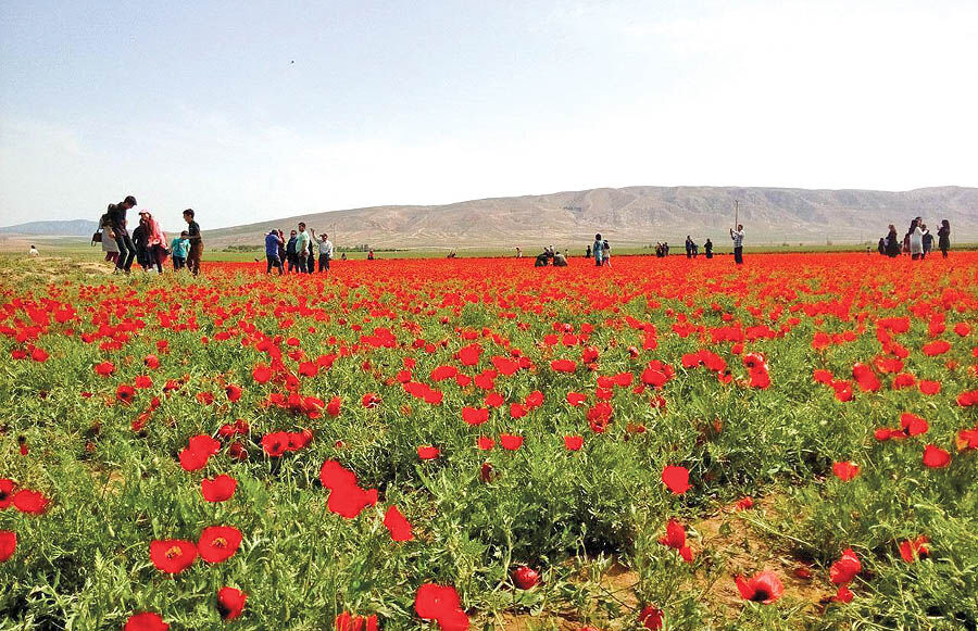 طبیعتی از جنس مخمل سرخ  