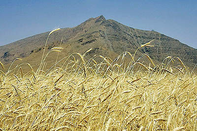 گندم صادراتی فرآوری شده ارزش افزوده بالایی ایجاد می‌کند