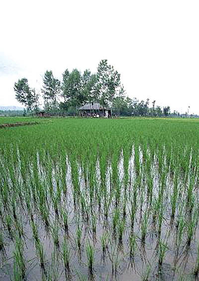 3 راهکار دولت برای حمایت از برنجکاری