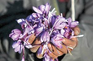 پیش‌بینی افزایش تولید زعفران