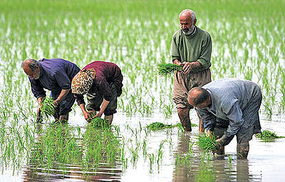 نرخ‌های جدید برای خرید تضمینی برنج