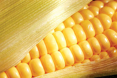 سوخت‌های زیستی مضر یامفید