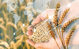 پریمیوم در تجارت جهانی غلات