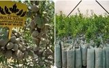احداث باغات بادام با کاشت نهال گلدانی بادام