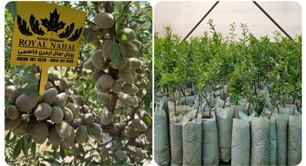 احداث باغات بادام با کاشت نهال گلدانی بادام